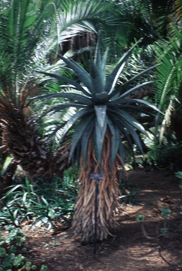 Mountain Aloe