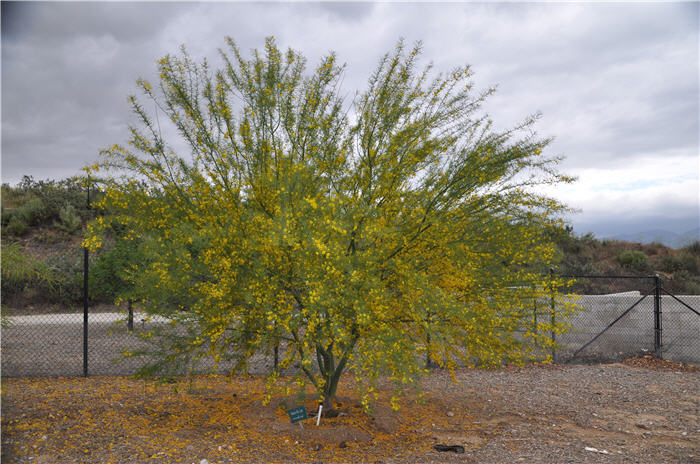 Plant photo of: Parkinsonia aculeata