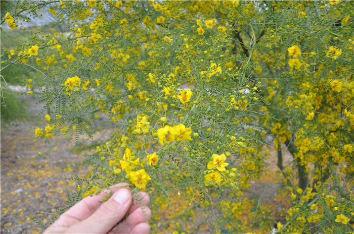 Plant photo of: Parkinsonia aculeata