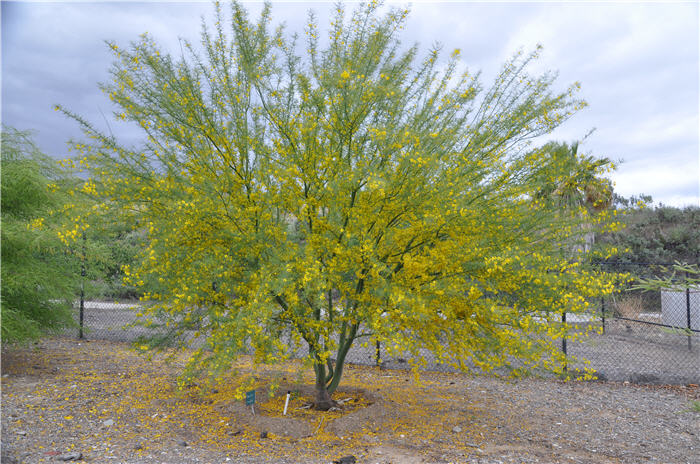 Plant photo of: Parkinsonia aculeata