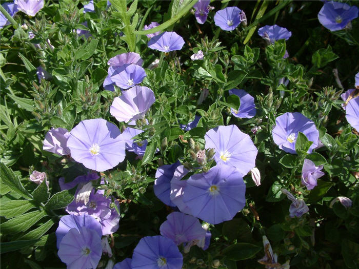 Convolvulus sabaticus