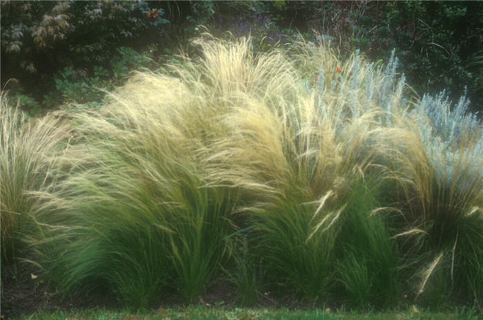 Mexican Feather Grass