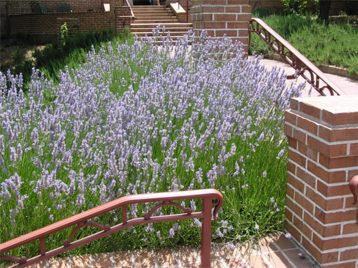 Lavandula X intermedia 'Provence'