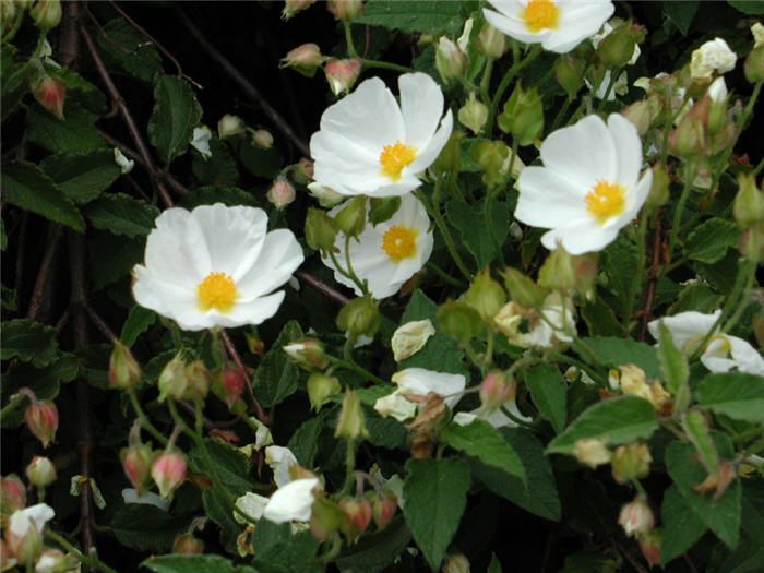 Cistus X hybridus