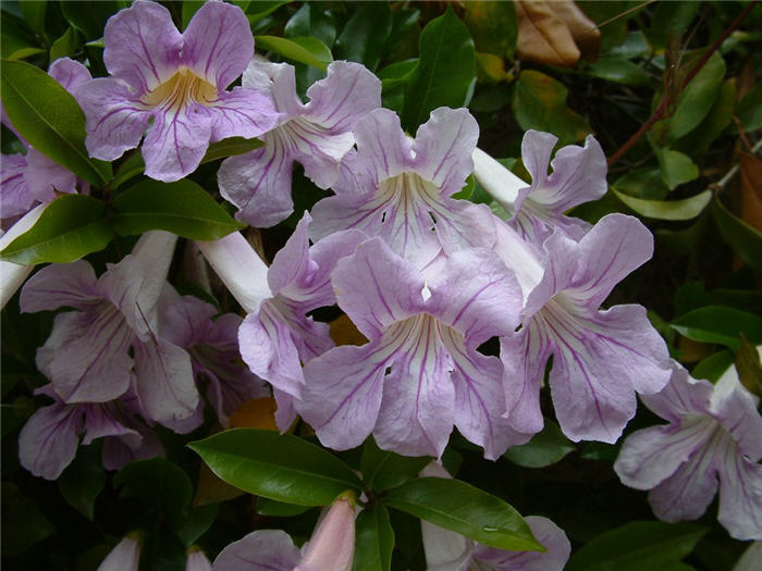 Violet Trumpet Vine