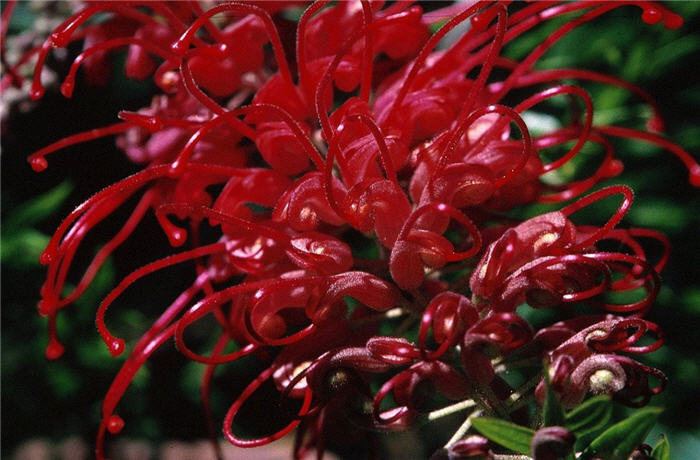 Grevillea Canberra Gem