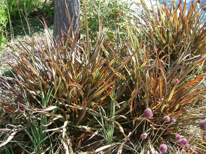 Phormium 'Jack Spratt'