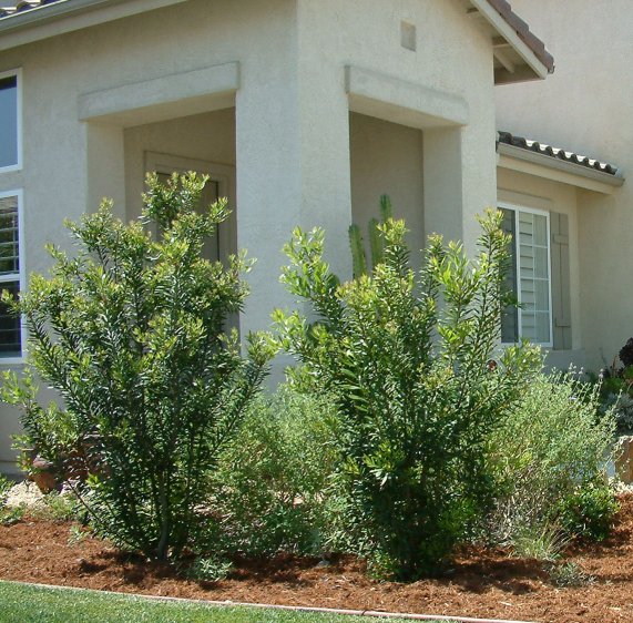 Myrica californica