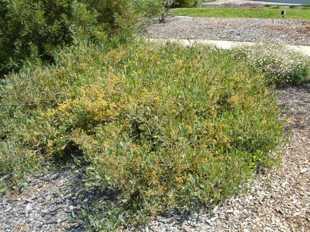 Acacia redolens 'Prostrata'