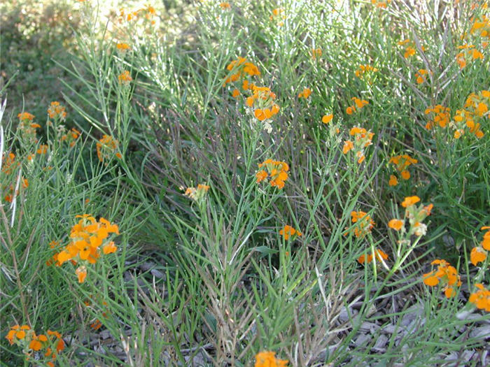 Plant photo of: Erysimum hieracilfolium