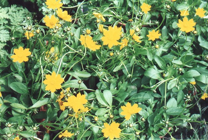 Dwarf Eared Coreopsis