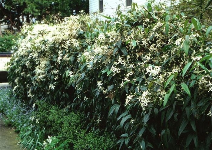 Evergreen Clematis