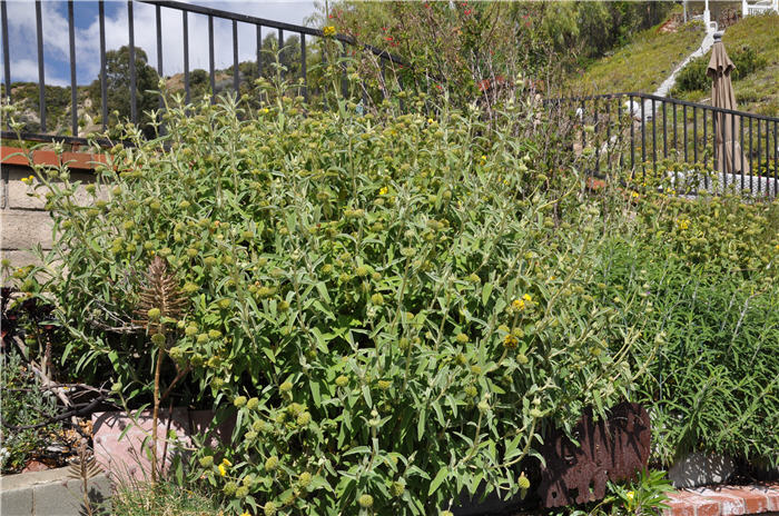 Plant photo of: Phlomis fruticosa