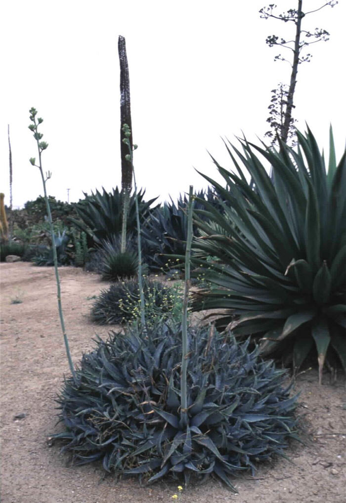 Agave deserti