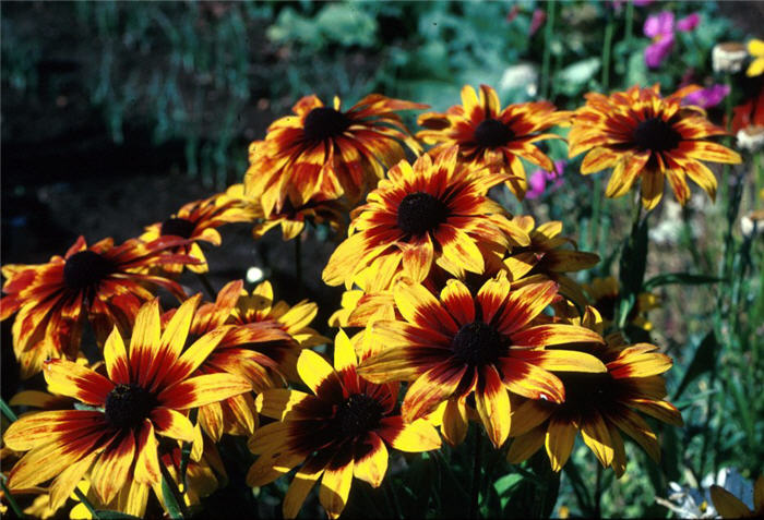 Gloriosa Daisy, perennial