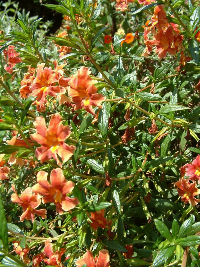 Red Monkey Flower