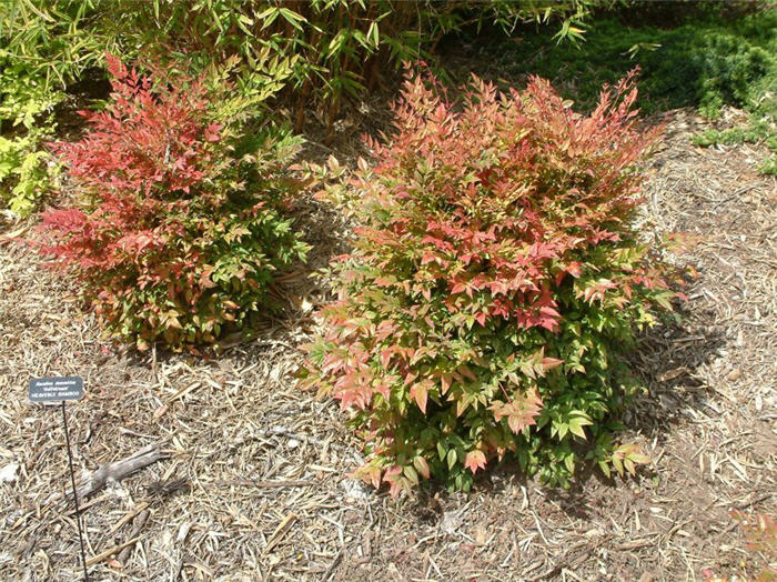 Plant photo of: Nandina domestica 'Gulf Stream'