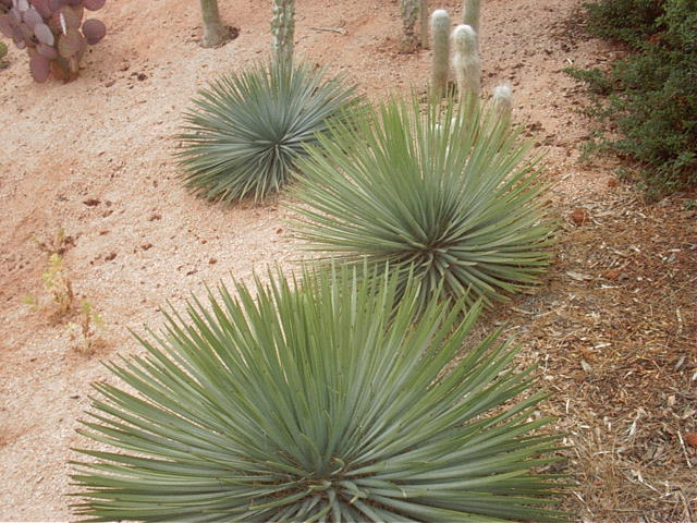 Hesperoyucca whipplei