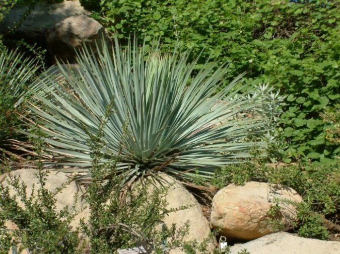 Plant photo of: Hesperoyucca whipplei