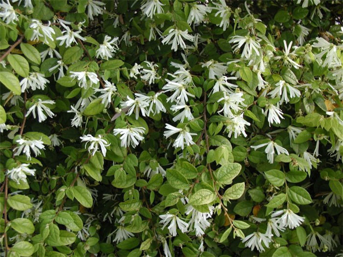 Chinese Fringe Flower