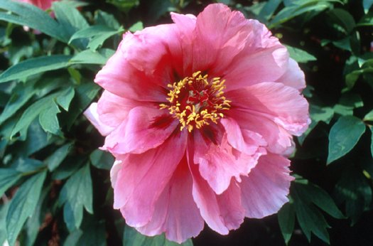 Flying Swallow  Tree Peony