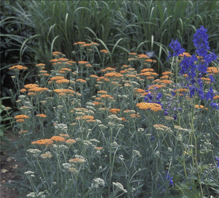 Plant photo of: Achillea millefolium 'Terra Cotta'