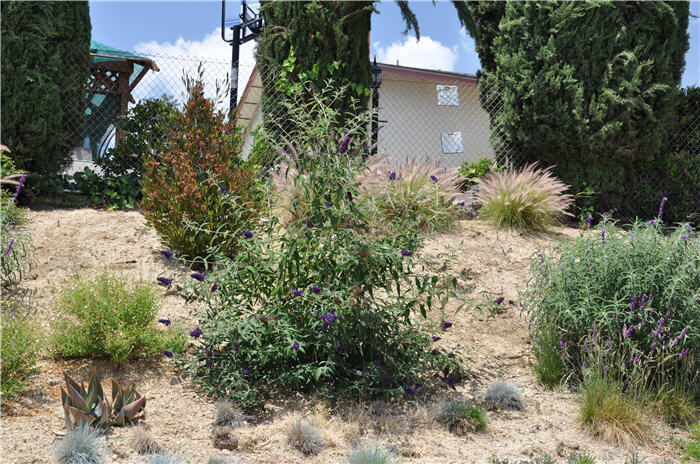 Plant photo of: Buddleja davidii