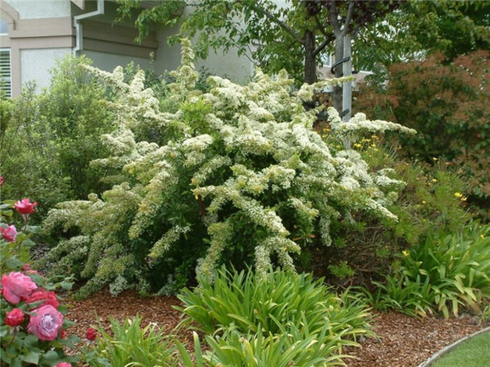 Mediterranean Pyracantha