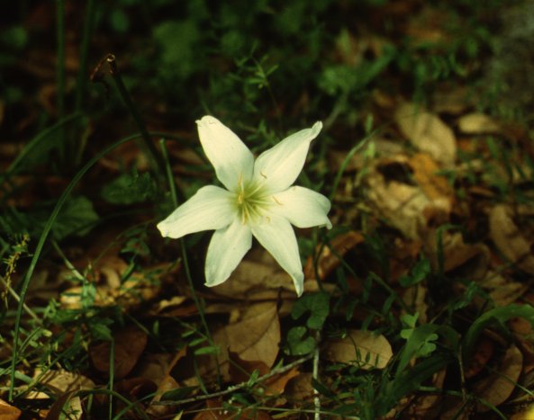 Zephyranthes atamasco