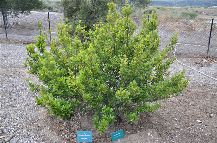 Sweet Bay, Grecian Laurel