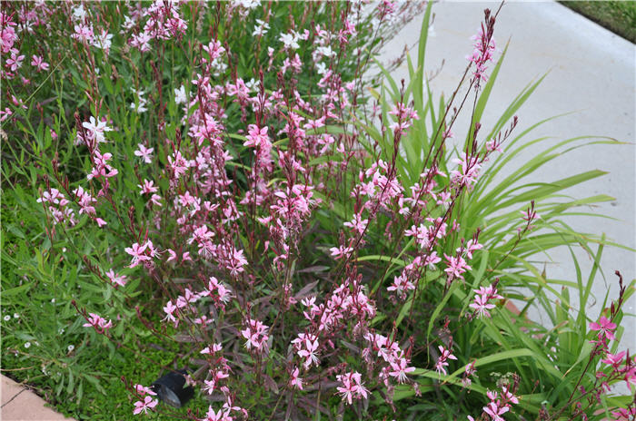 Plant photo of: Gaura lindheimeri 'Whirling Butterflies'