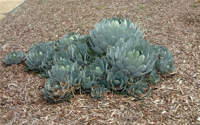 Plant photo of: Agave parryi v. huachucensis