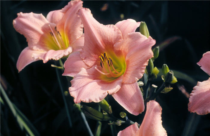 Hemerocallis 'Judith'