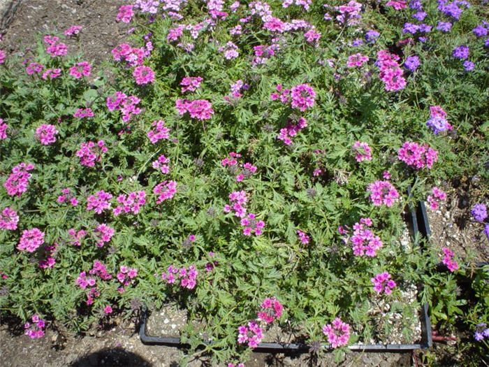 Plant photo of: Verbena peruviana 'Temari Violet'