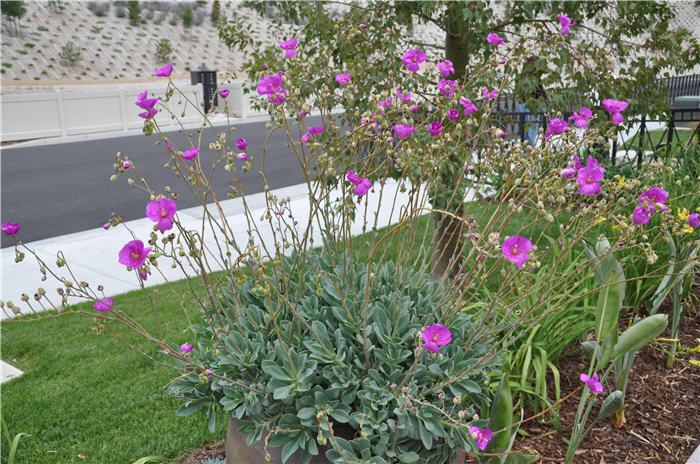 Plant photo of: Cistanthe grandiflora