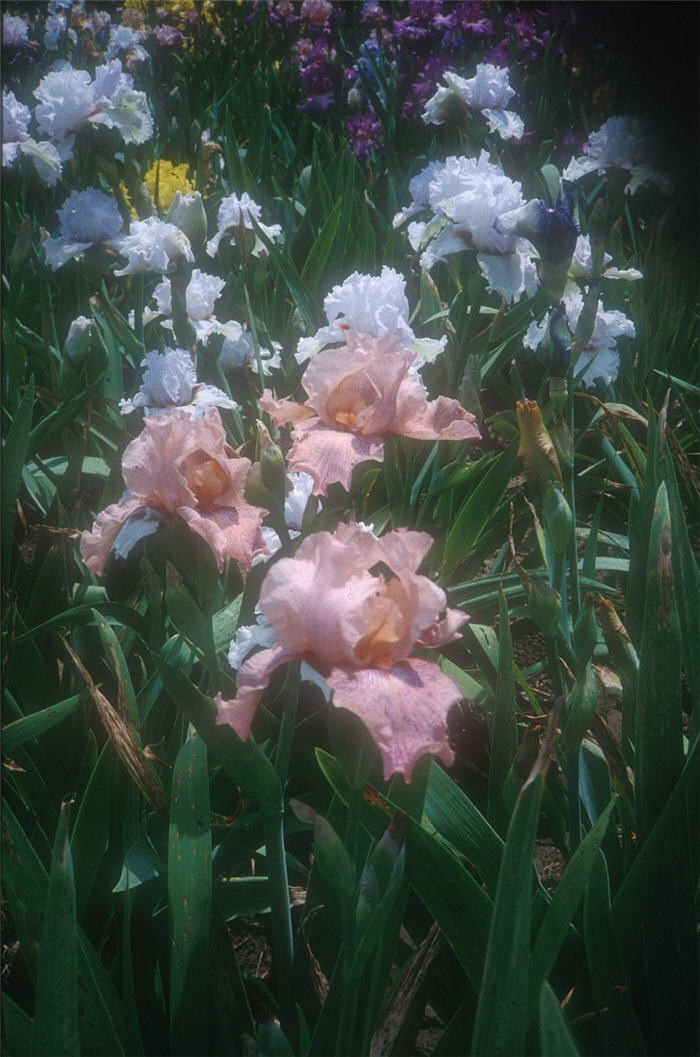 Plant photo of: Iris Bearded 'Beverly Sills'