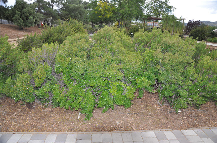 Plant photo of: Baccharis pilularis 'Pigeon Point'