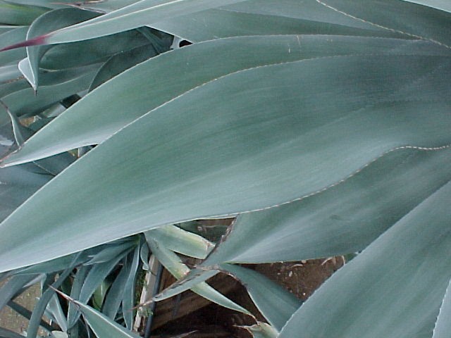 Plant photo of: Agave weberi