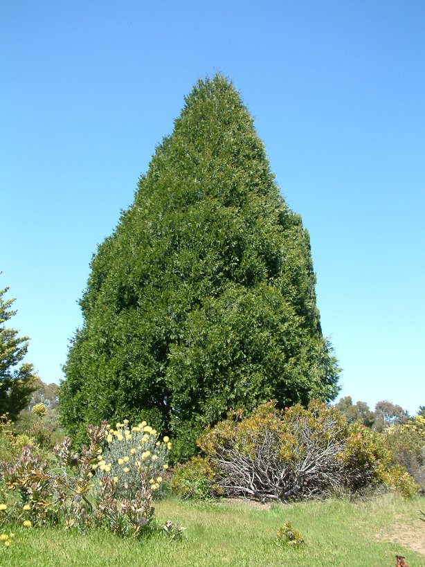 Cupressocyparis leylandii