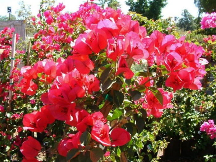 Bougainvillea, San Diego Red