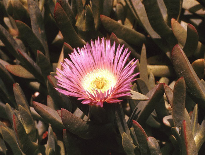 Carpobrotus chilensis