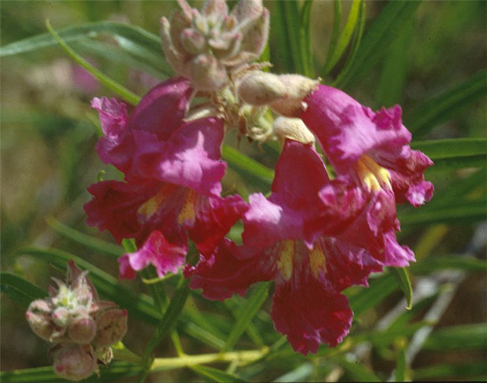 Desert Willow, Desert Catalpa