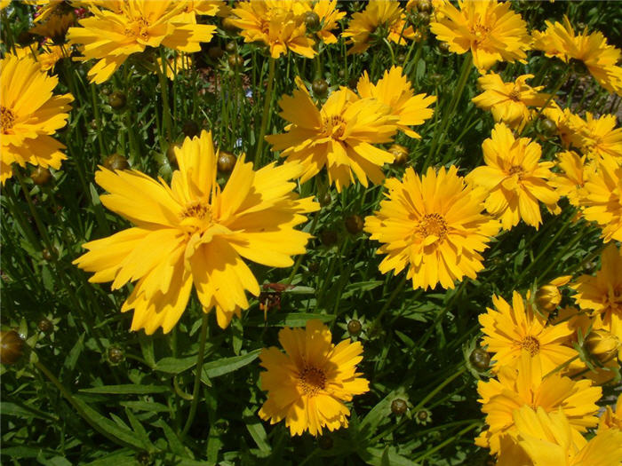 Coreopsis grandiflora 'Double Sunburst'