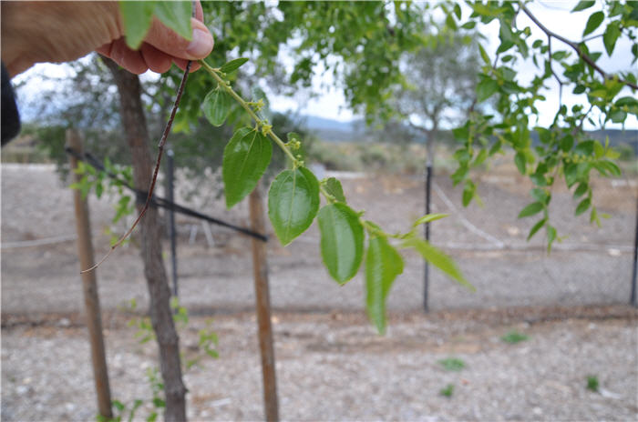 Plant photo of: Ziziphus jujuba