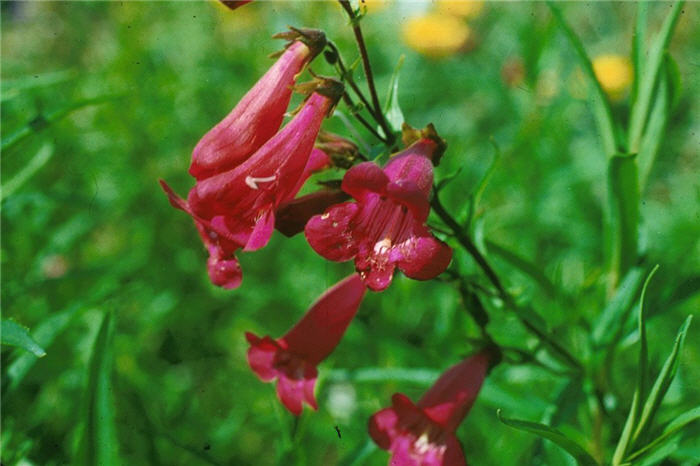 Penstemon hybrids 'Cherry Glo'