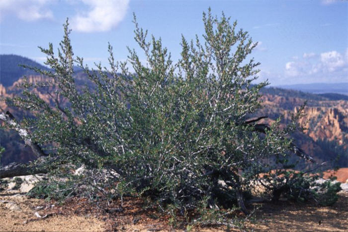 Curl-Leaf Mountain Mahogany