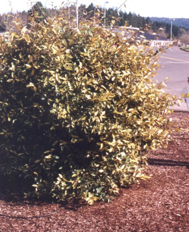 Golden or Gold Edge Elaeagnus