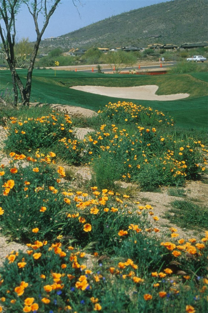 Mexican Gold Poppy