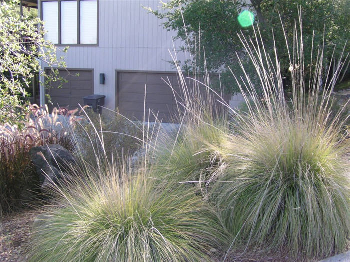 Muhlenbergia rigens