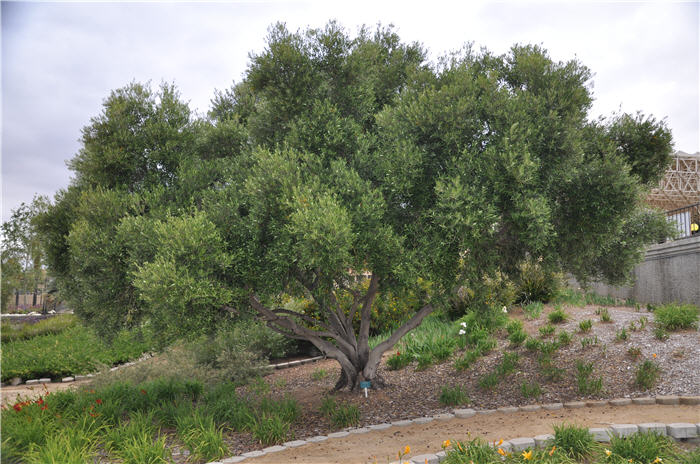 Olea europaea